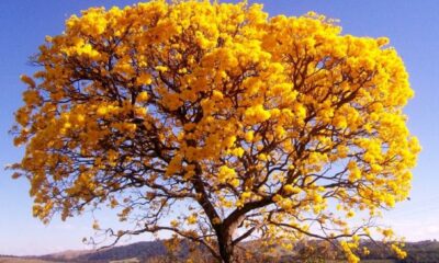 Primavera proporciona um colorido diferente na paisagem