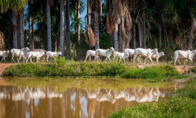 Parintins Agropecuária estará presente na Expoferr