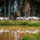 Parintins Agropecuária estará presente na Expoferr