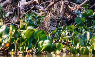 Felipe Cuoco expõe "O Chamado do Pantanal" em São Paulo