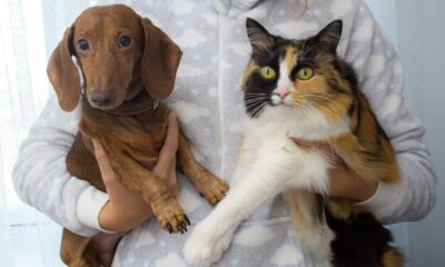 Lei contra realização de tatuagens e uso de piercings em cães e gatos é novidade