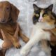 Lei contra realização de tatuagens e uso de piercings em cães e gatos é novidade
