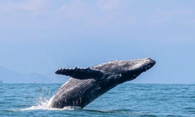 Litoral Norte de SP inicia temporada de baleias-jubarte e impulsiona turismo