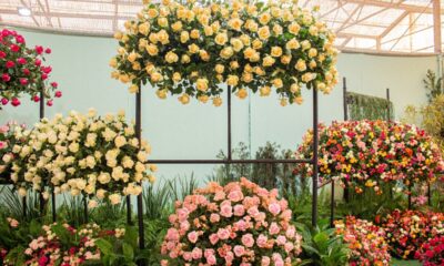 Festa de Flores e Morangos terá entrada solidária
