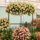 Festa de Flores e Morangos terá entrada solidária
