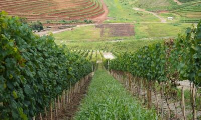 Projeto institucionaliza governança da vitivinicultura no RJ