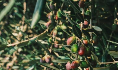 Produtores de azeitonas na Califórnia atuam sob modelo de autogestão industrial