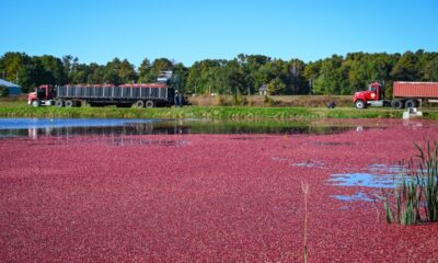 Cranberries impulsionam a cultura alimentar norte-americana